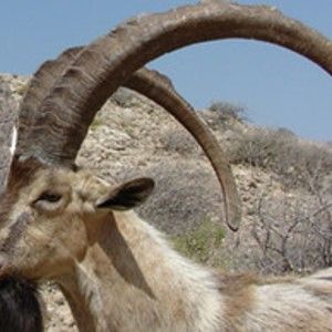 Meet your Posher, Nadeem